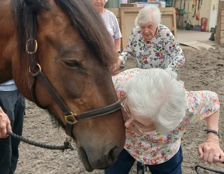 Afternoon tea with ponies 