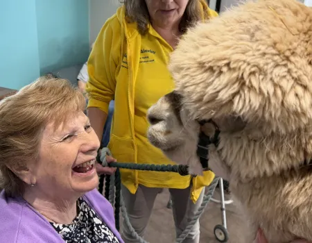 Alpaca's visit Ashcombe