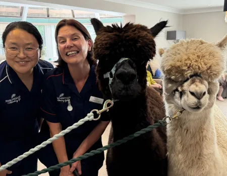Alpaca's visit Ashcombe