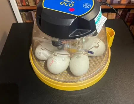 Hatching ducklings 