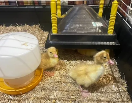 Hatching ducklings 