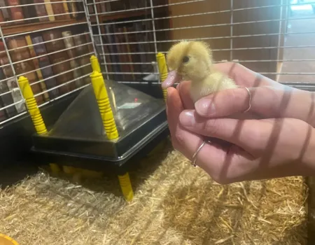 Hatching ducklings 