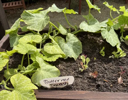 Community garden projects 
