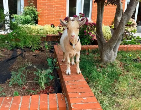 The Good day Farm Visit
