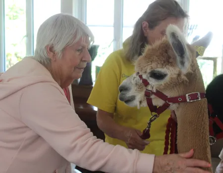 Alpaca Adventures!