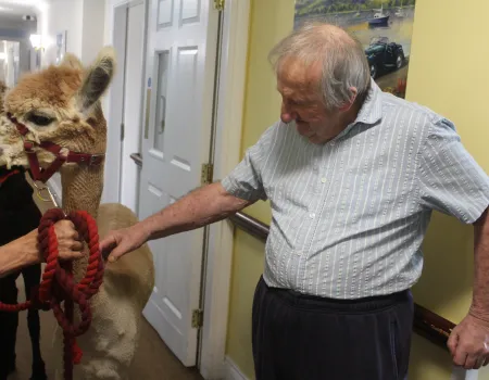 Alpaca Adventures!