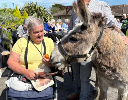 Donkey Visit 