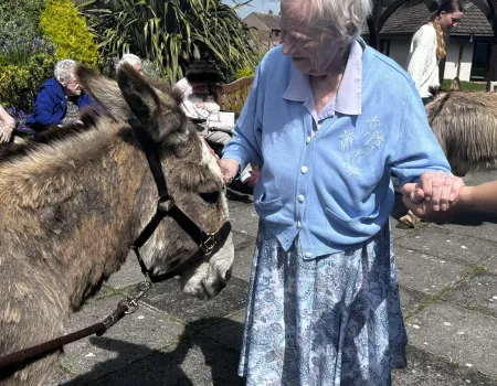 Donkey Visit 