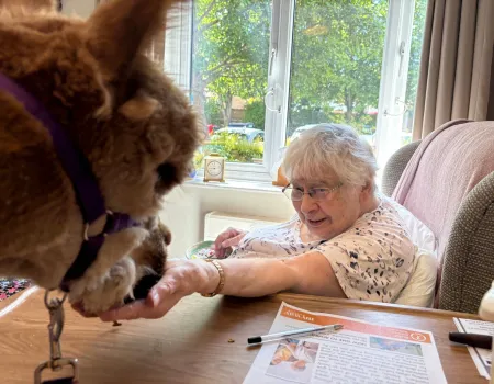 Alpaca visit