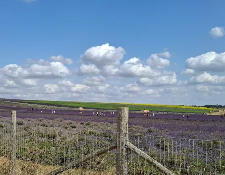Trip to Hitchin Lavender Fields