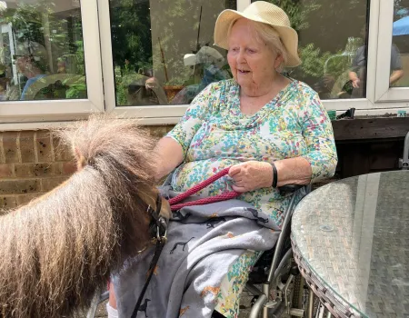 Nutty & Teddy, the Shetland Ponies