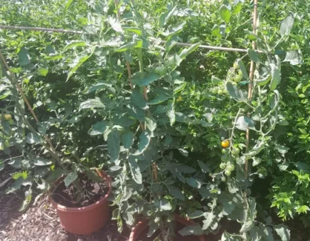 Gardening Joys in the Courtyard!
