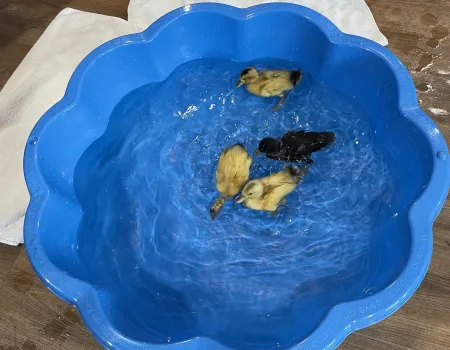 Animal visits