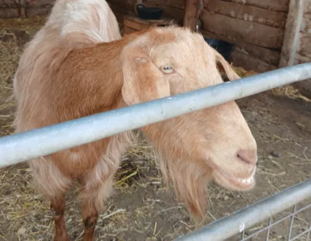 Riverbourne farm trip