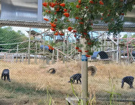 Monkey World bus trip