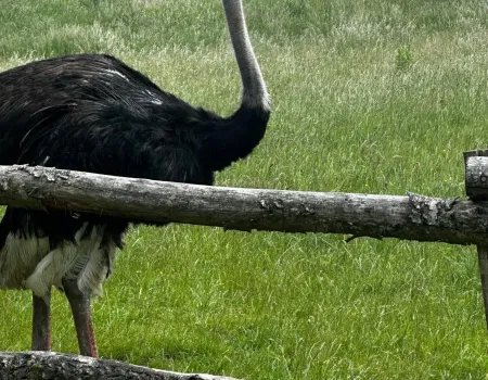A trip to the zoo