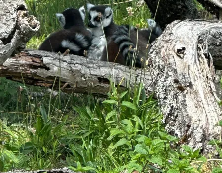 A trip to the zoo