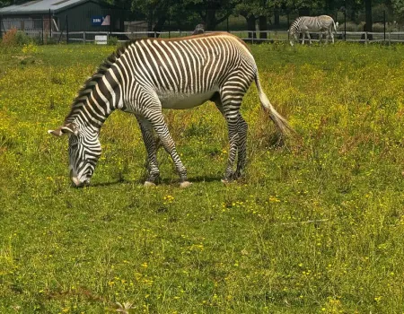 A trip to the zoo