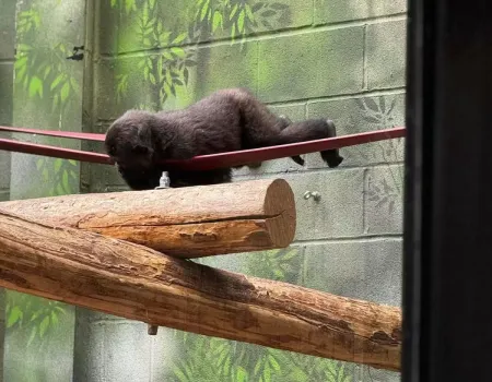 Gentleman’s Day Out at London Zoo!