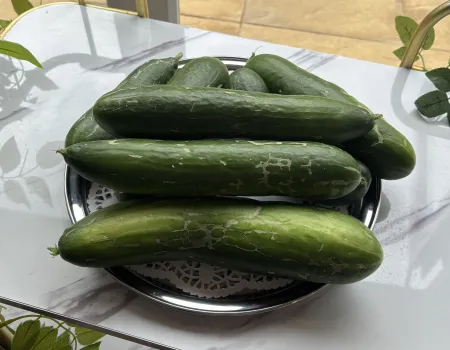 Harvesting our vegetables