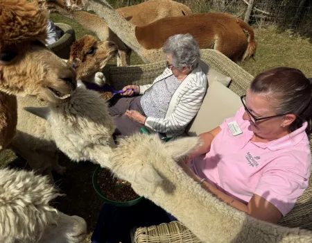 The Amazing Alpacas
