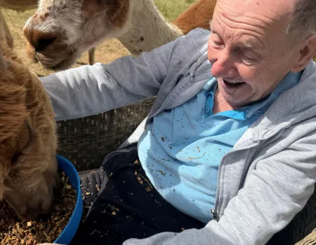 The Amazing Alpacas