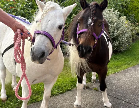 Joyful Ponies Visit 