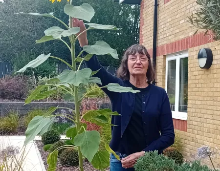 Sunflower Competition Hots Up!