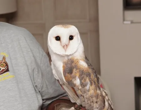 International Owl Awareness Day