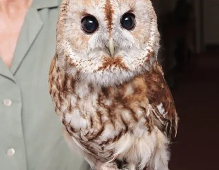 International Owl Awareness Day