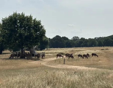 Outing to Richmond Park Pen Ponds