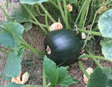 Our pumpkin is growing 