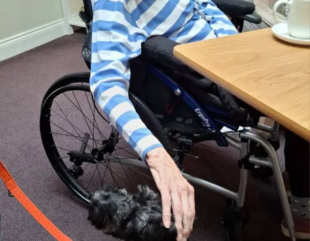 Pet Therapy