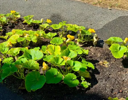 Gardening club