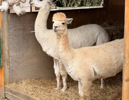 Aldenham Country Park & Farm