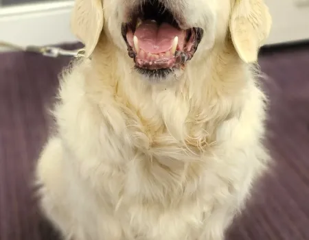 Four Legged Friends bring Joy to the Residents 