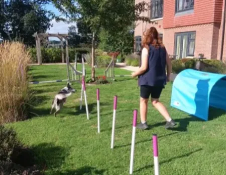 Dog Agility Display