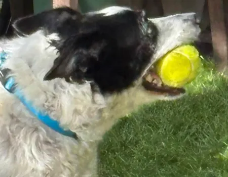 Dog Show 