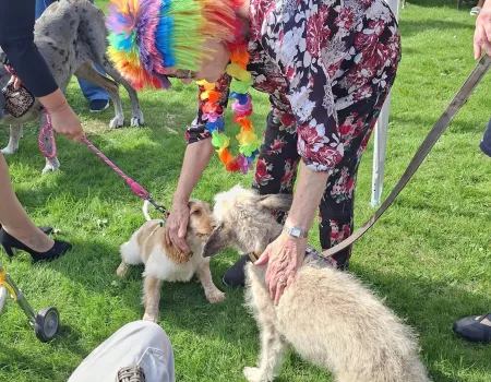 Crufts at Ashfields