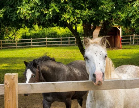 Pen Y Bryn Animal Sanctuary 