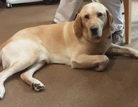 A Special Visit from Eric the Guide Dog!