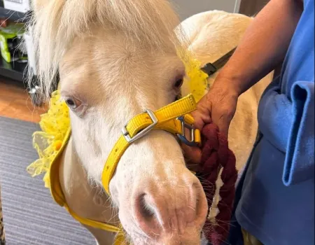 Ponies Power for Pet Therapy at The Spires 