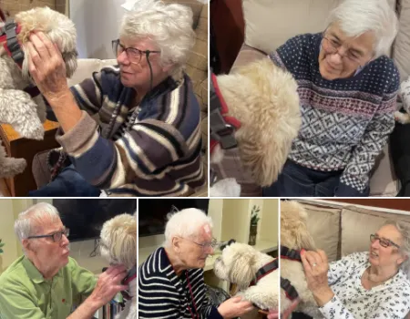 Dog therapy