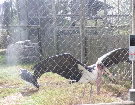 Hamerton Zoo Park