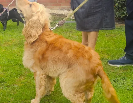 Paws, Prizes, and Pure Community Spirit at Elm Bank