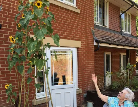 Dudwell St Marys Sunflower Competition 