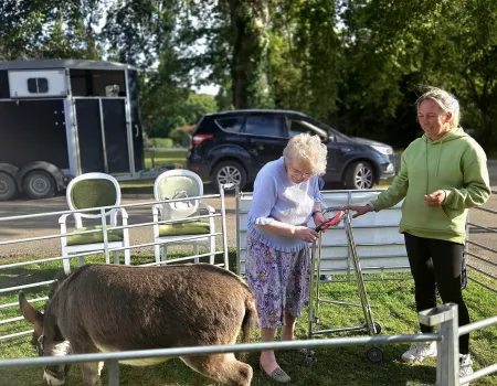 Lovable Miniature Donkeys