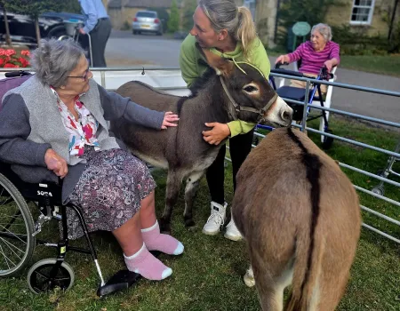 Lovable Miniature Donkeys