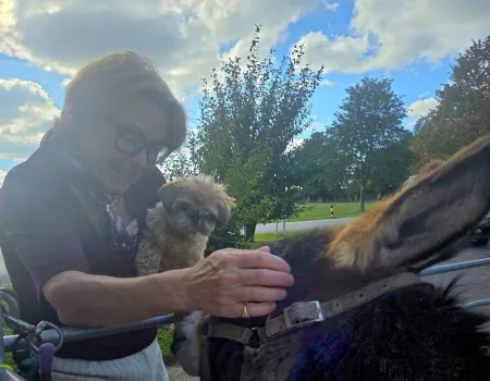 Lovable Miniature Donkeys