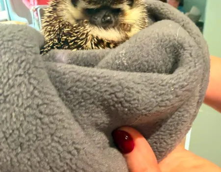 Animal therapy